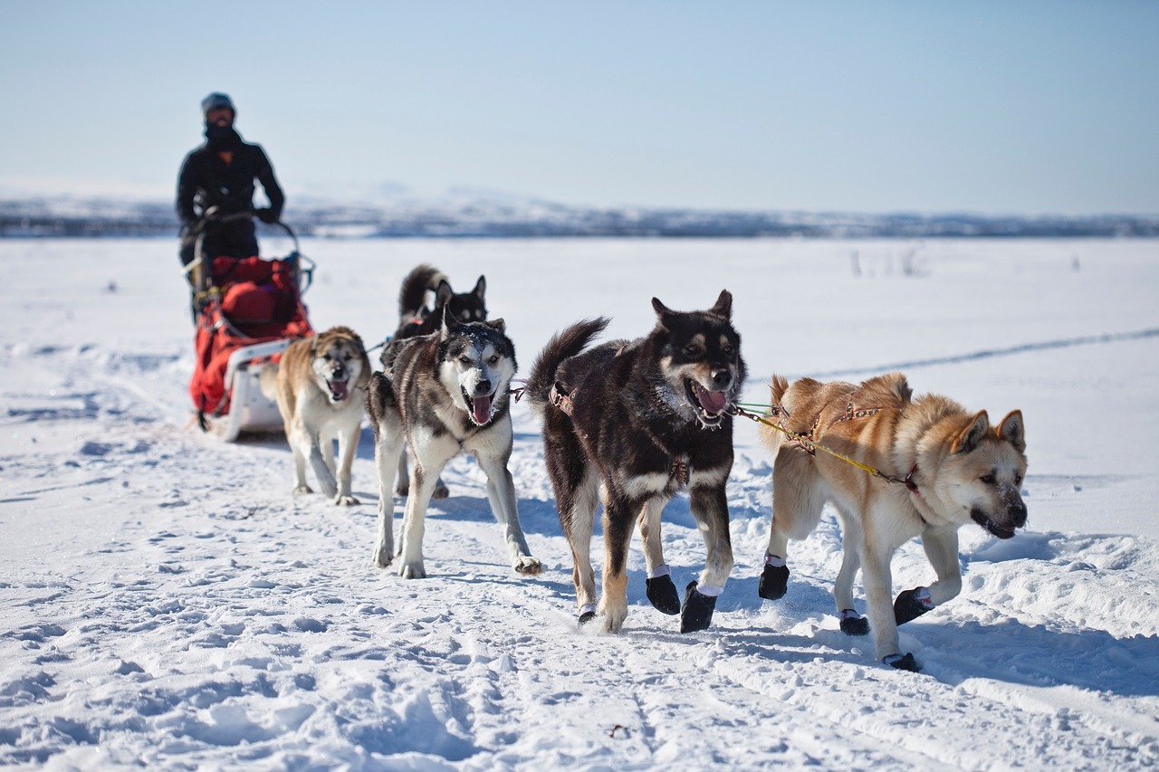 Dog sledding is a unique winter activity in North Lake Tahoe