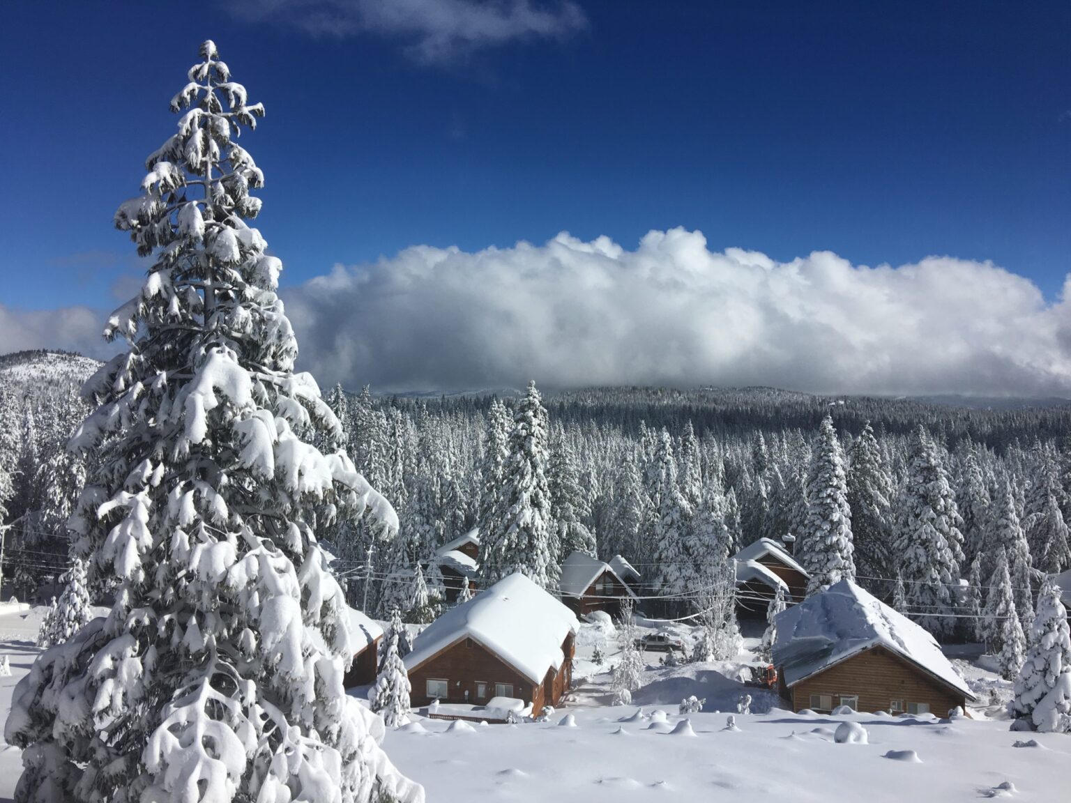 Snow-covered pines above Truckee in early winter