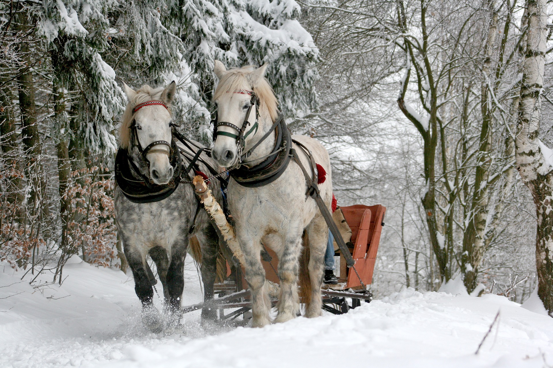 Enjoy a sleigh ride on your list of romantic trip to Lake Tahoe