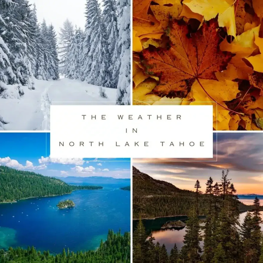 the four seasons