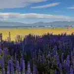 lupine field in lake tahoe