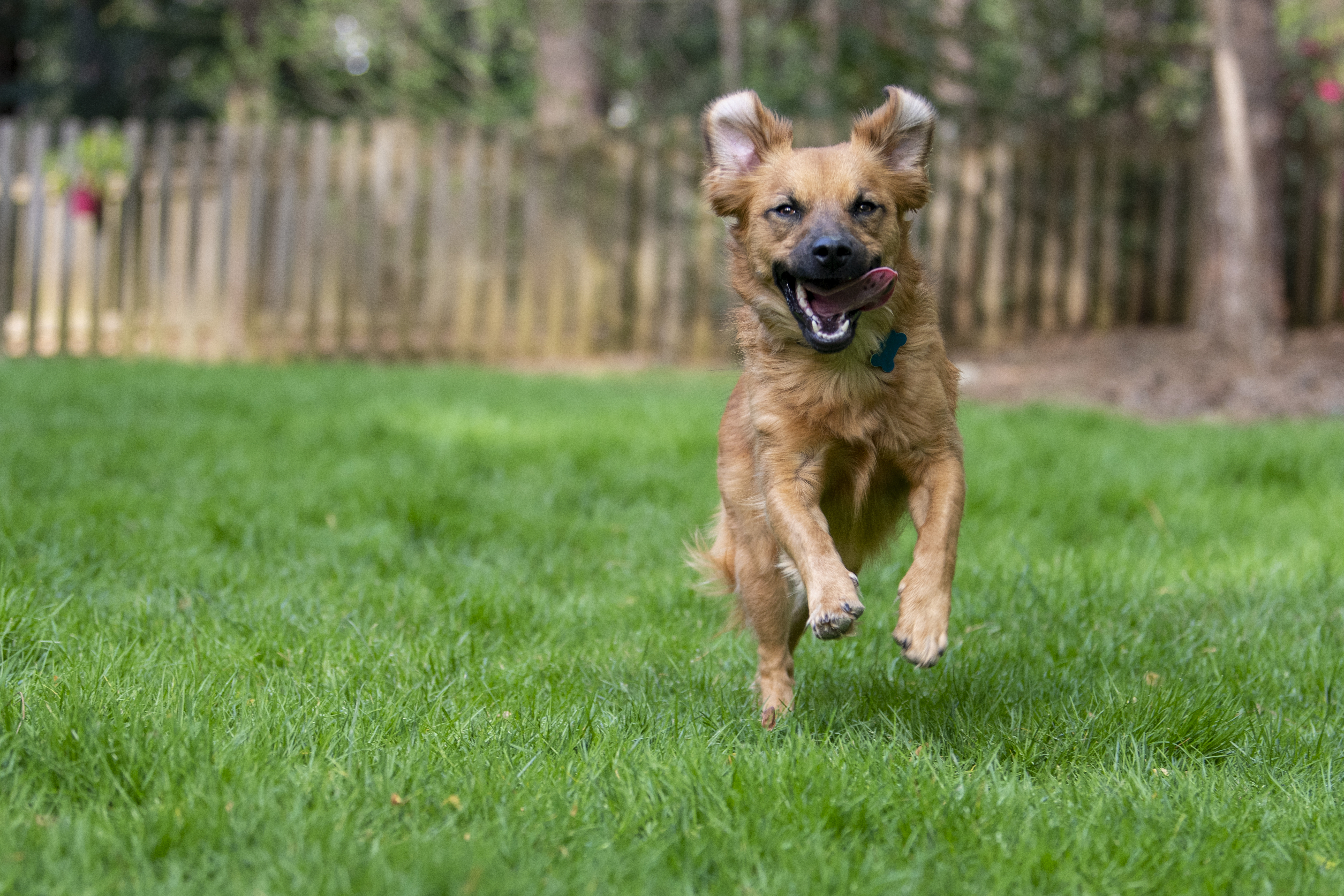 Tail Wagger Best Dog Trick Competition