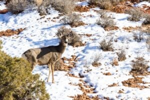 mule deer in the winter - animals of North Lake Tahoe