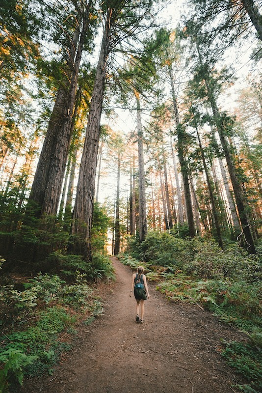 woman hiking in the forest of evergreen trees on a sunny day