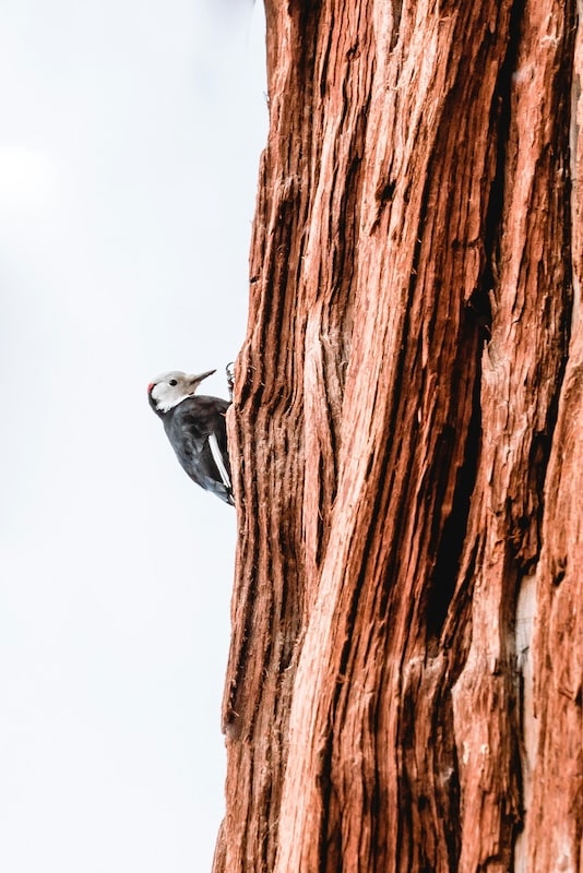 woodpecker on the side of a tree