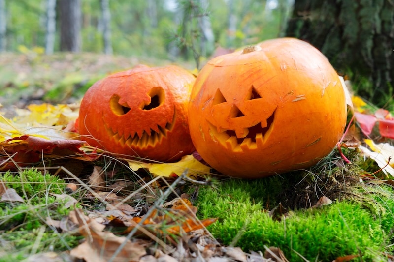 two pumpkins on the ground decorating halloween garden